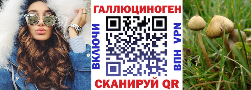где купить   Павлово  Псилоцибиновые грибы мицелий 
